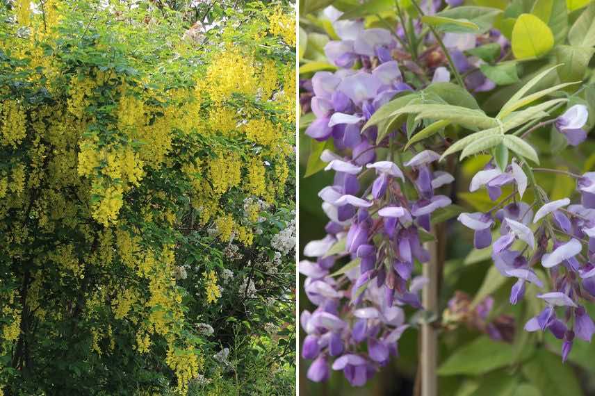 Idées d'associations avec le Laburnum