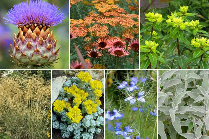 associer chardons eryngiums massifs jardin