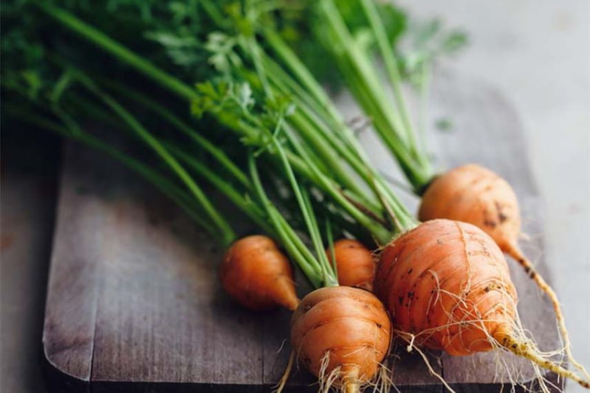 Légumes à picorer : carottes