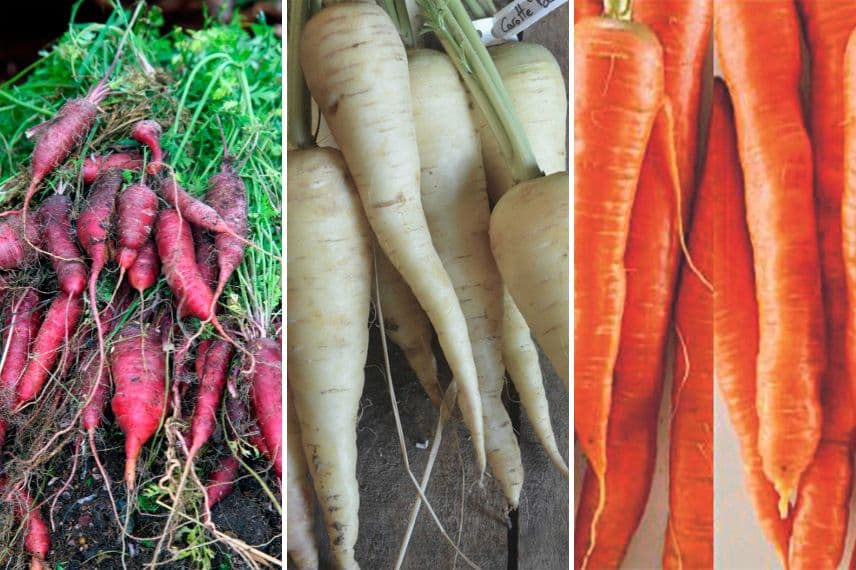 carottes colorées 