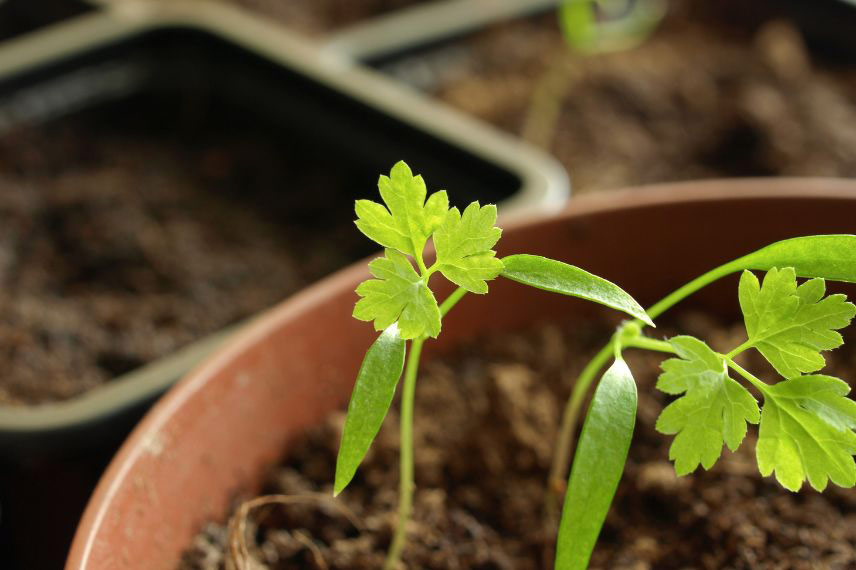 Cultiver le cerfeuil en pot