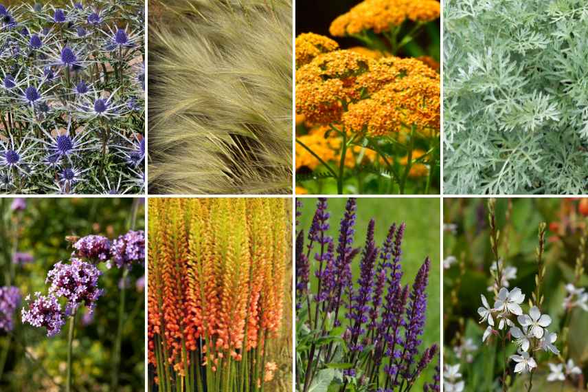 associer chardons eryngiums massifs jardin