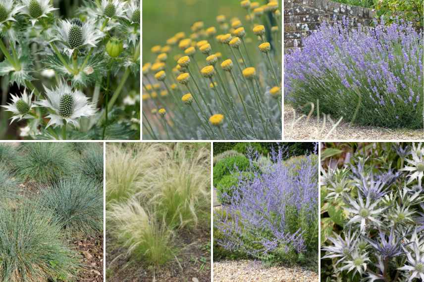 associer chardons eryngiums massifs jardin