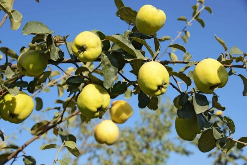 Cognassier ou arbre à coing - Gamm vert