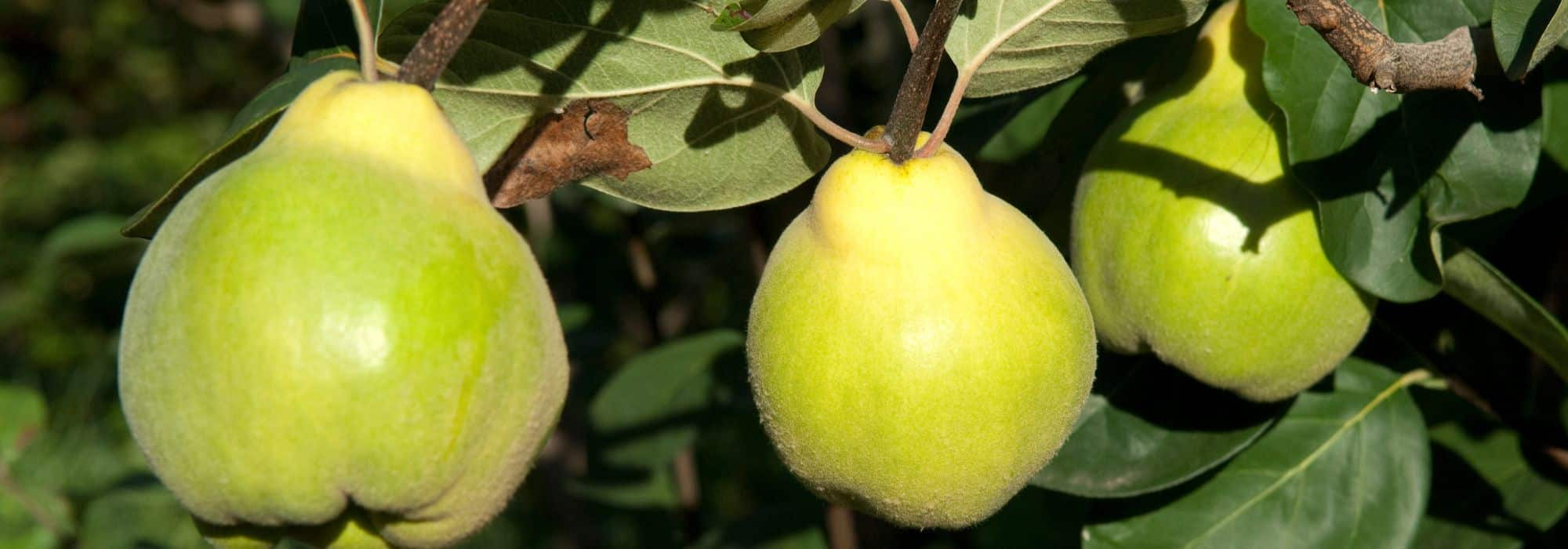 Comment tailler le cognassier ou arbre à coings ?