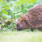 Comment savoir si un hérisson vit au jardin ?