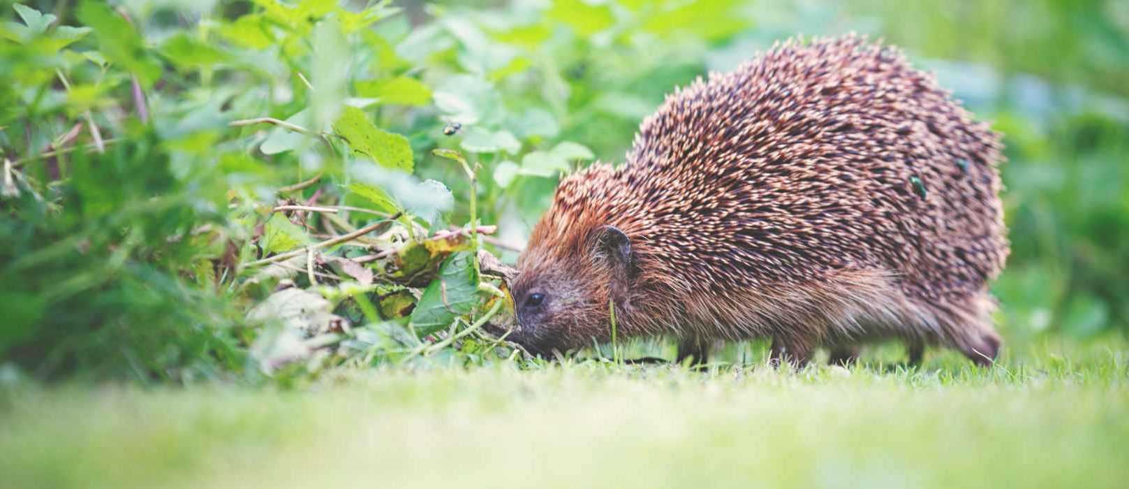 Comment savoir si un hérisson vit au jardin ? Promesse de Fleurs