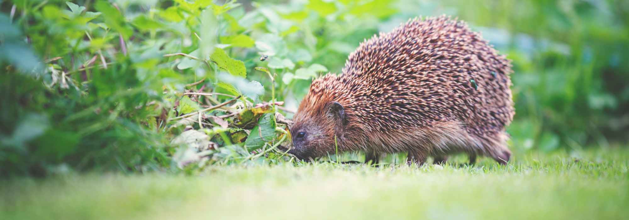 Hérisson dans son jardin, un cadeau pour jardinier au naturel