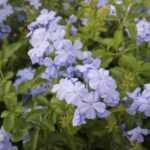 Comment tailler le Plumbago ?