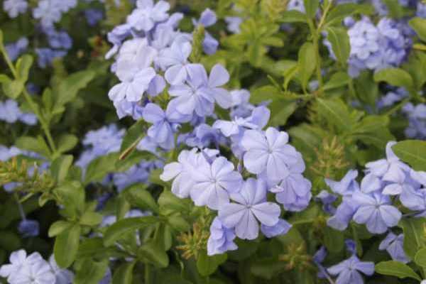 Comment tailler le Plumbago ?