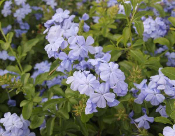 Comment tailler le Plumbago ?