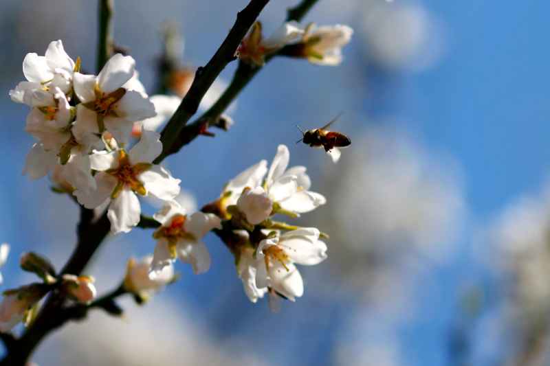 Hiver trop doux : les arbres en souffrent !