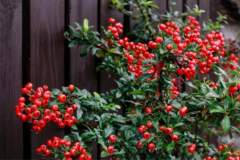 cotoneaster palissé 