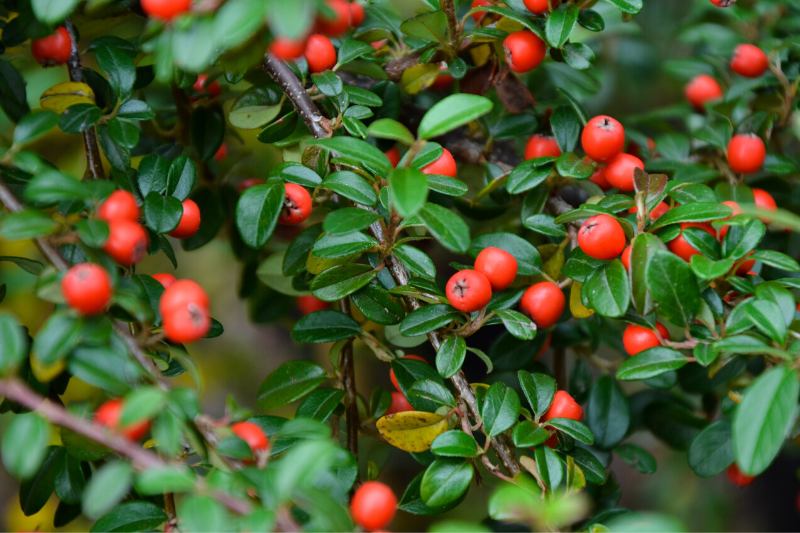 Cotoneaster dammeri