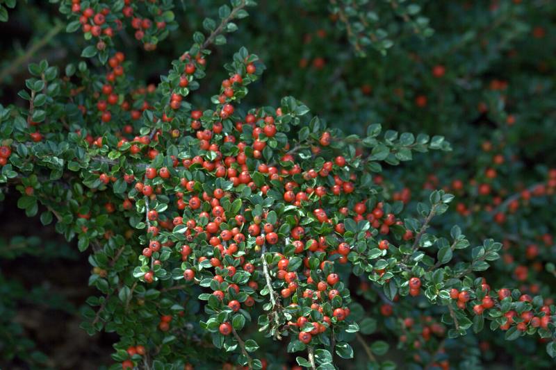 cotonéaster rampant