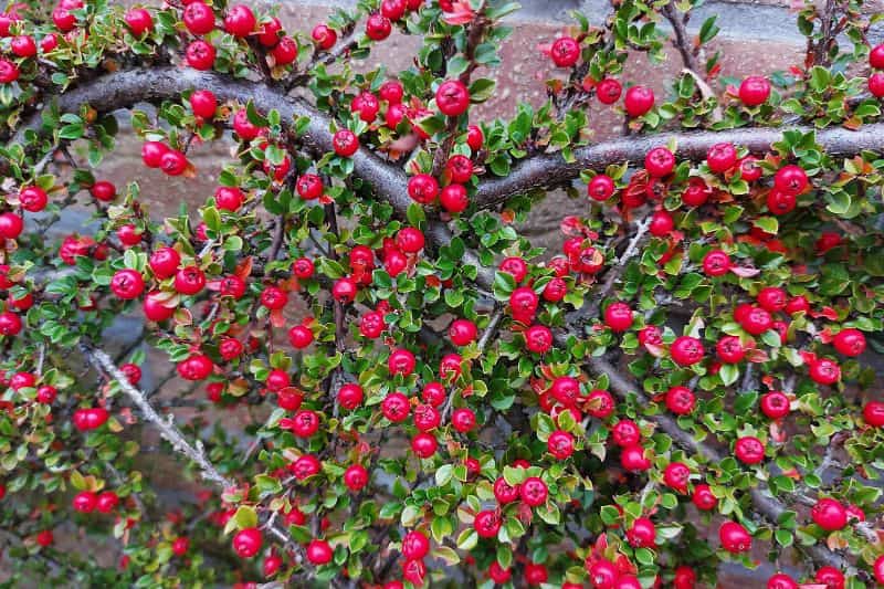 cotonéaster rampant sur un mur