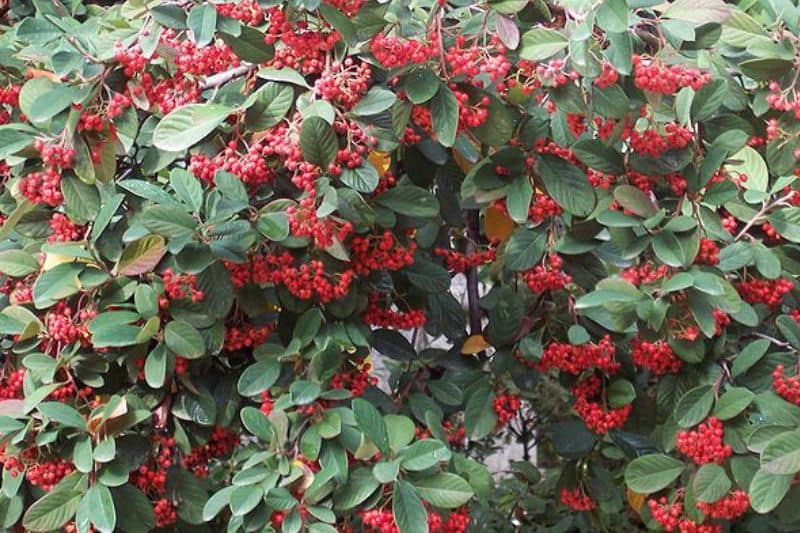 cotoneaster lacteus