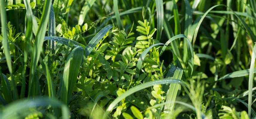 Couvert vegetale, culture de couverture