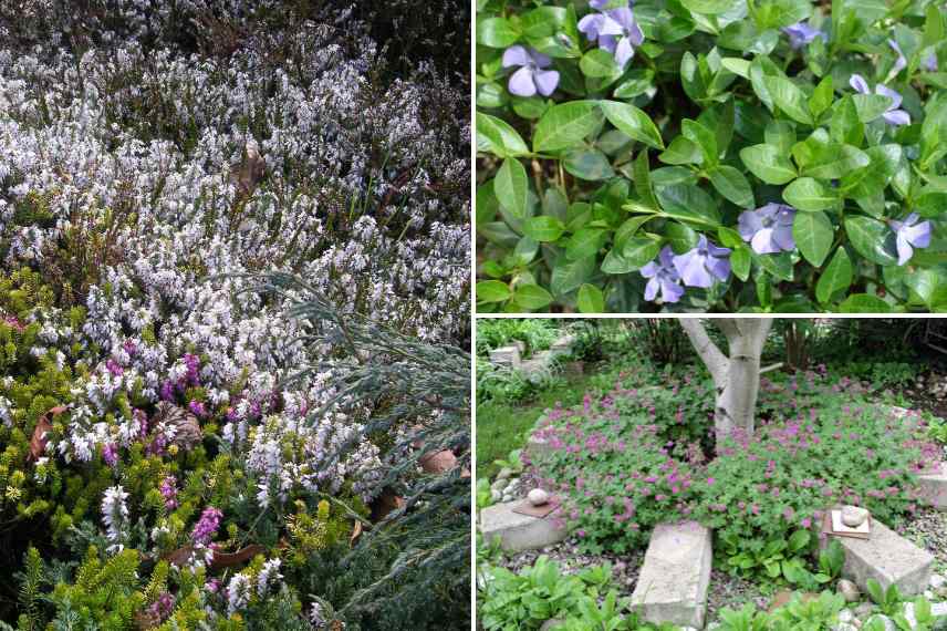 Jardin laisser faire, jardin laisser-faire, jardin sauvage, jardin naturel sans entretien, jardin laisser-faire, tendance jardin naturaliste