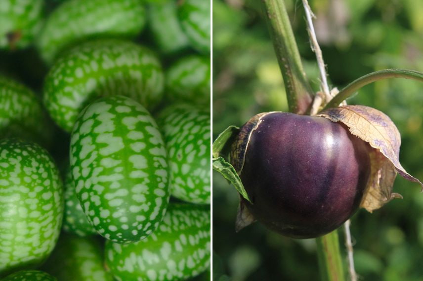 Légumes à picorer : cucamelon et tomatillo