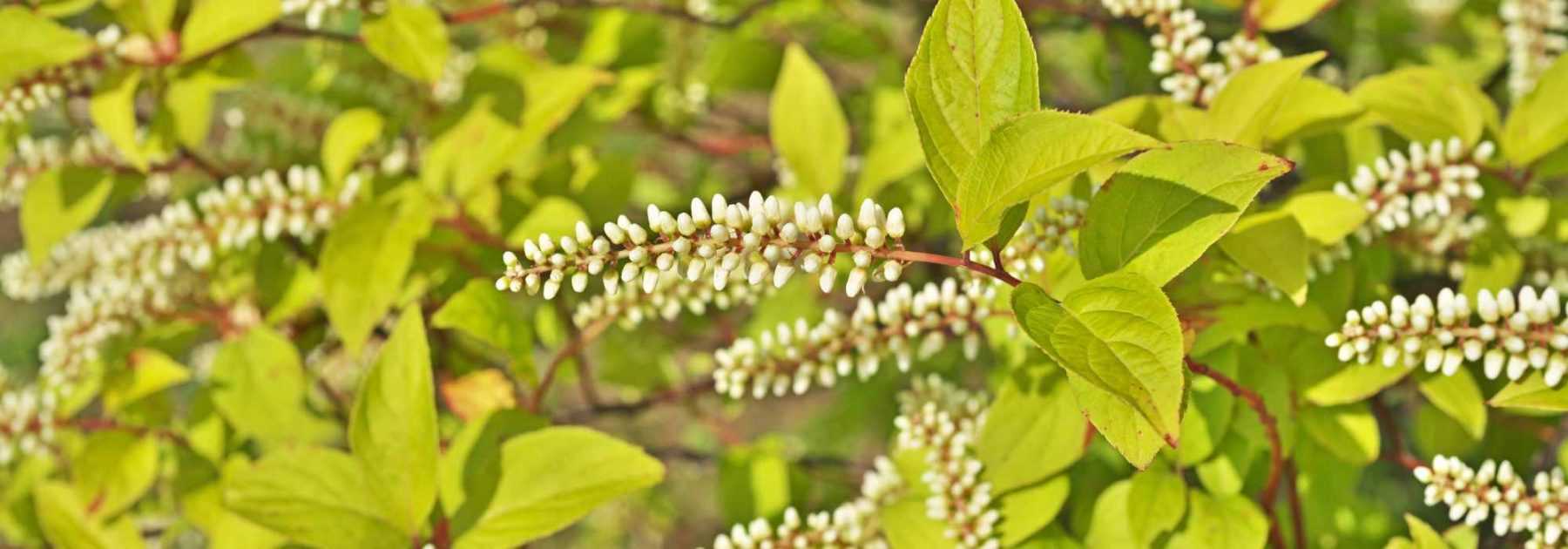 Cultiver l'Itea en pot