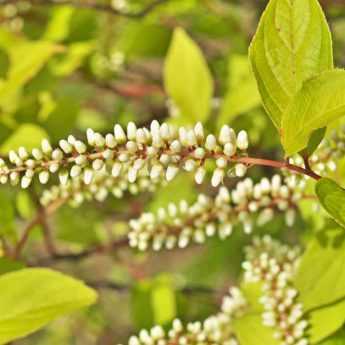 Cultiver l'Itea en pot