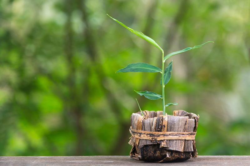 Comment faire pousser des plantes