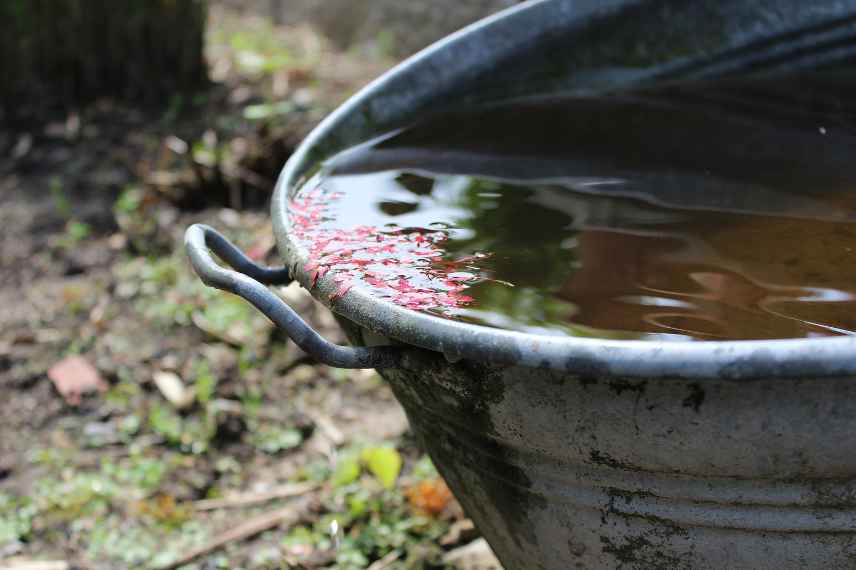 leucadendron en pot, cultiver Leucadendron en pot