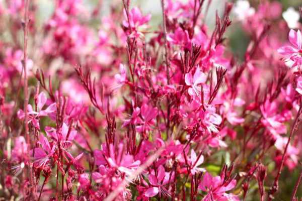 Quand et comment tailler le Gaura ?