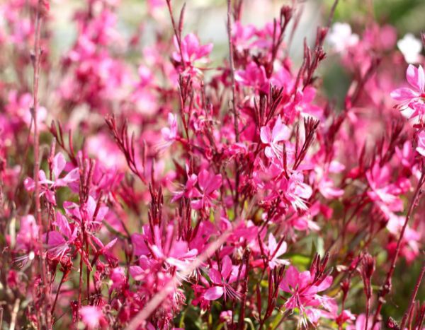 Quand et comment tailler le Gaura ?