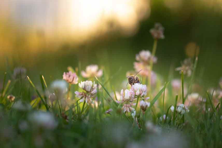 Jardin laisser faire, jardin sauvage, jardin naturel sans entretien, jardin laisser-faire, tendance jardin naturaliste