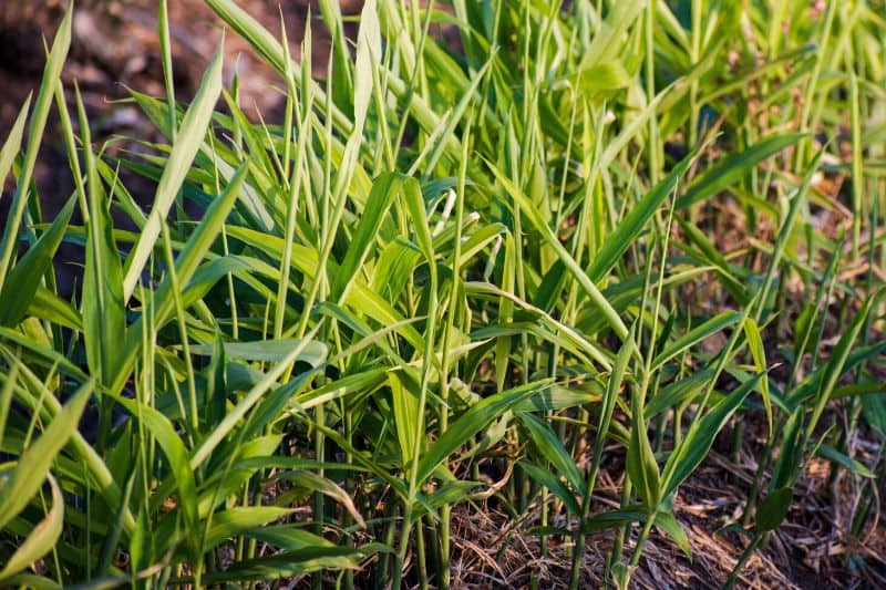 Comment cultiver votre propre gingembre - Jardinier paresseux