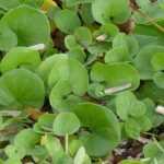 Alternative au gazon : planter le dichondra rampant