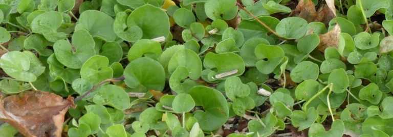 Gazon Dichondra Repens 200g Pour 20m² - Sans Tonte, Résistant à L'Ombre