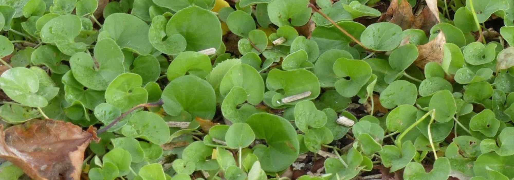 Alternative au gazon : planter le dichondra rampant