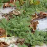Alternative au gazon : planter une Achillée couvre-sol