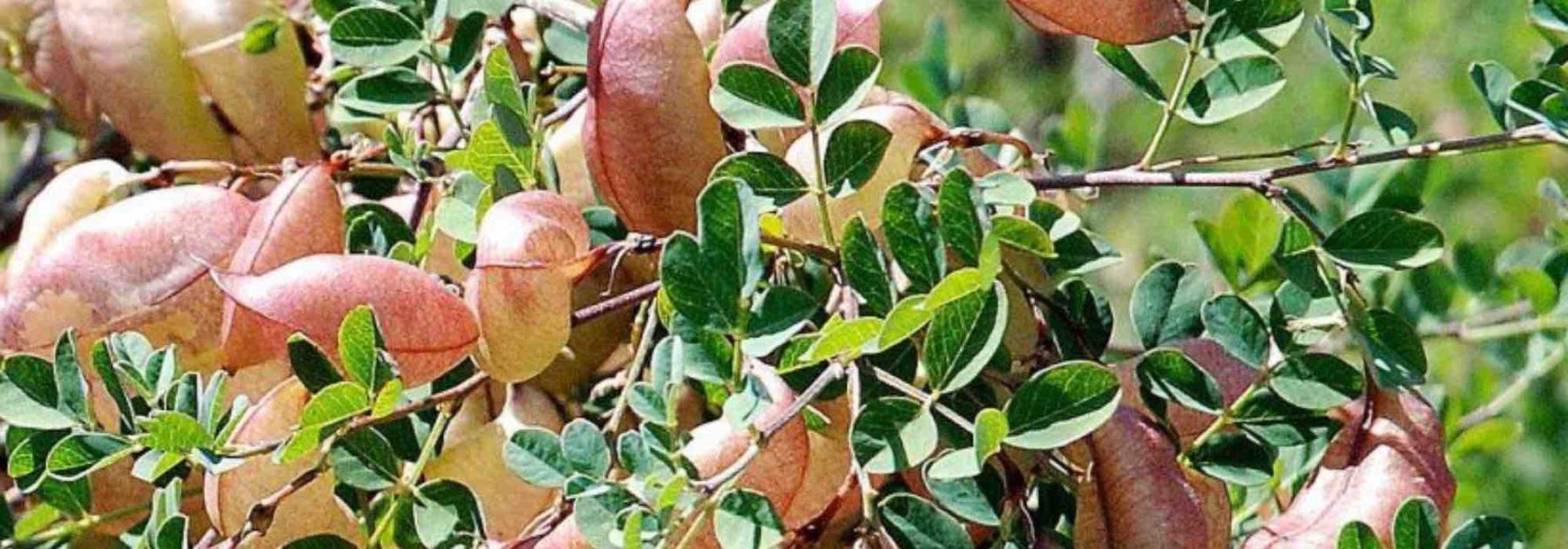 7 arbustes qui résistent au froid et à la sécheresse - Promesse de Fleurs