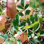 7 arbustes qui résistent au froid et à la sécheresse