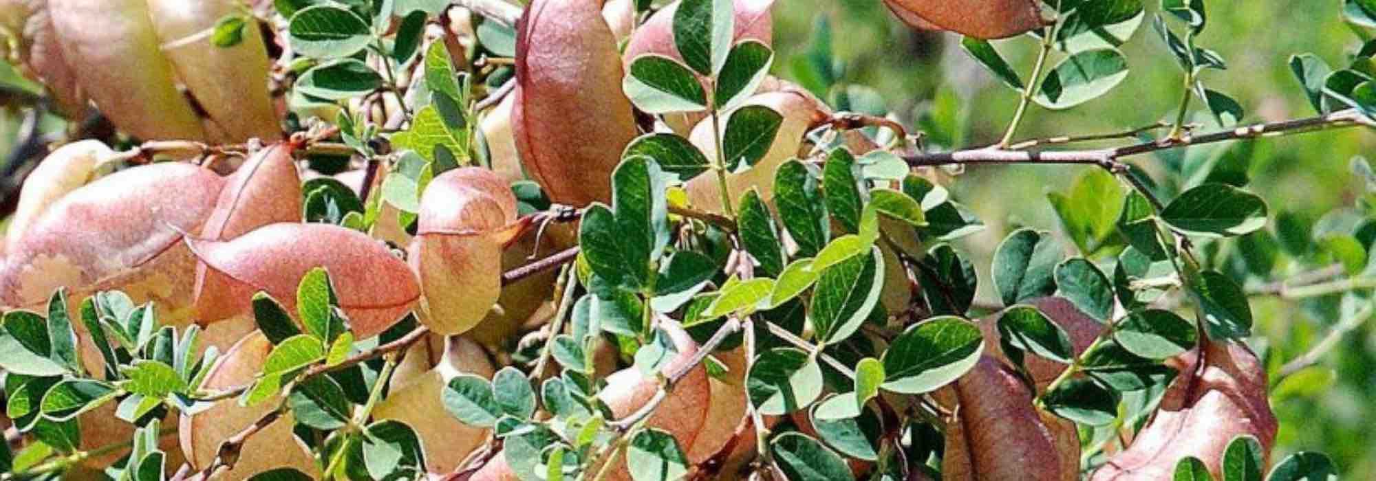 7 arbustes qui résistent au froid et à la sécheresse