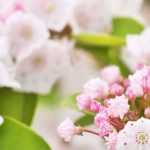 Kalmia : les plus belles variétés