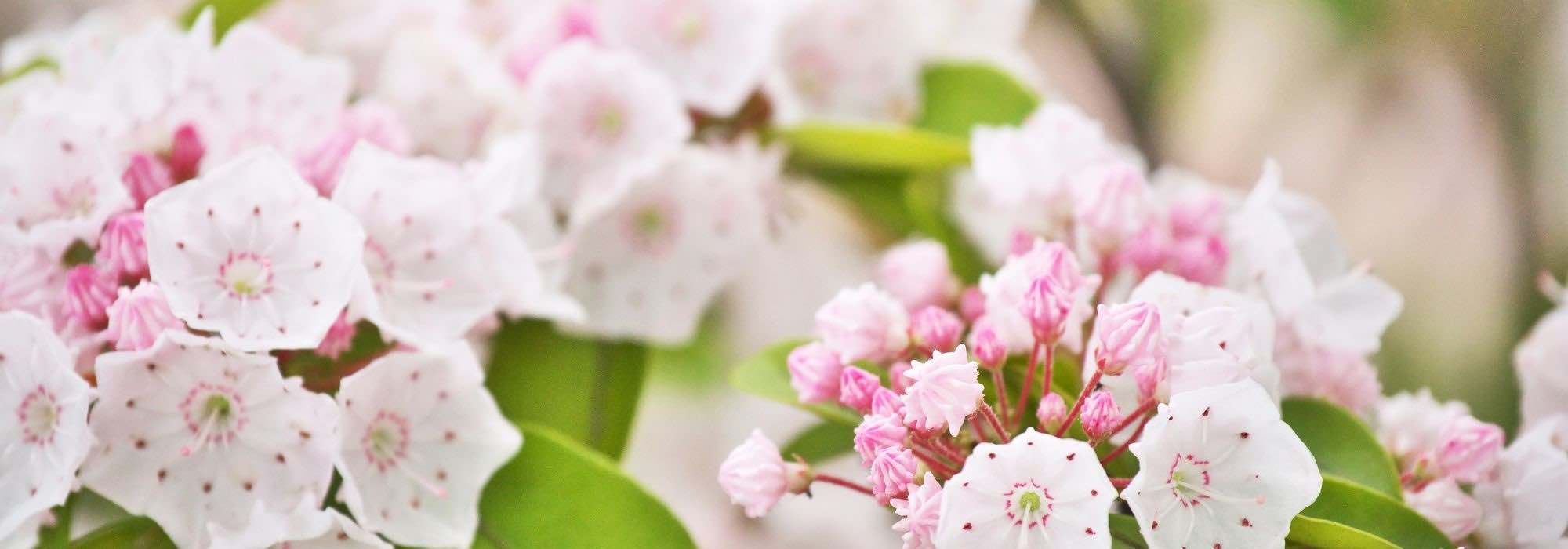 Kalmia : les plus belles variétés