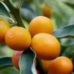 Cultiver le kumquat