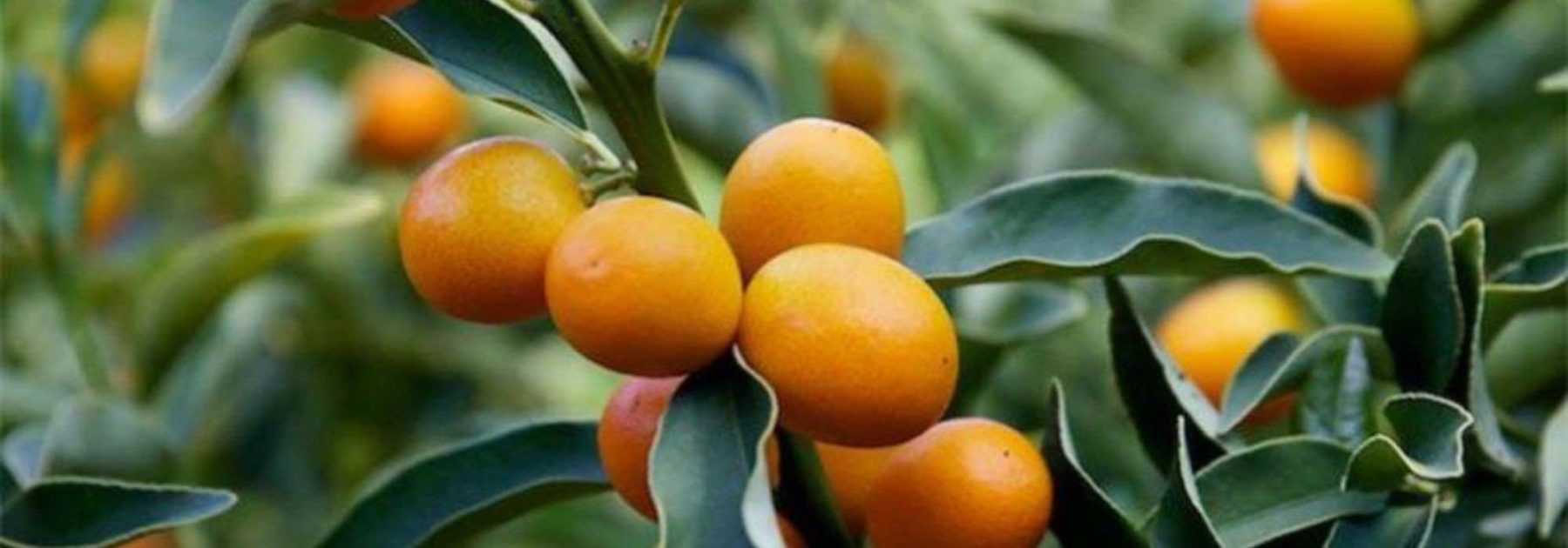 Cultiver le kumquat