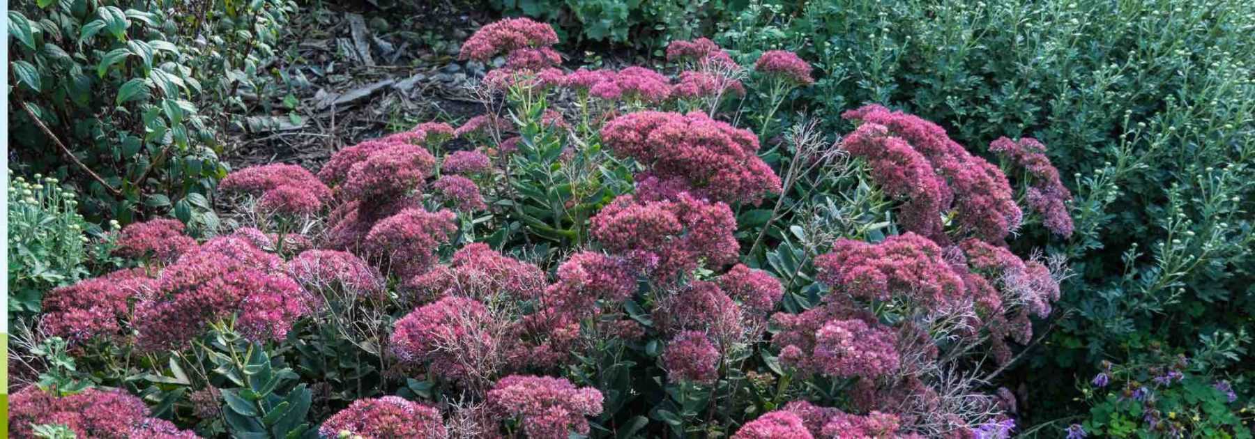 10 fleurs pour le jardin qui aiment la sécheresse