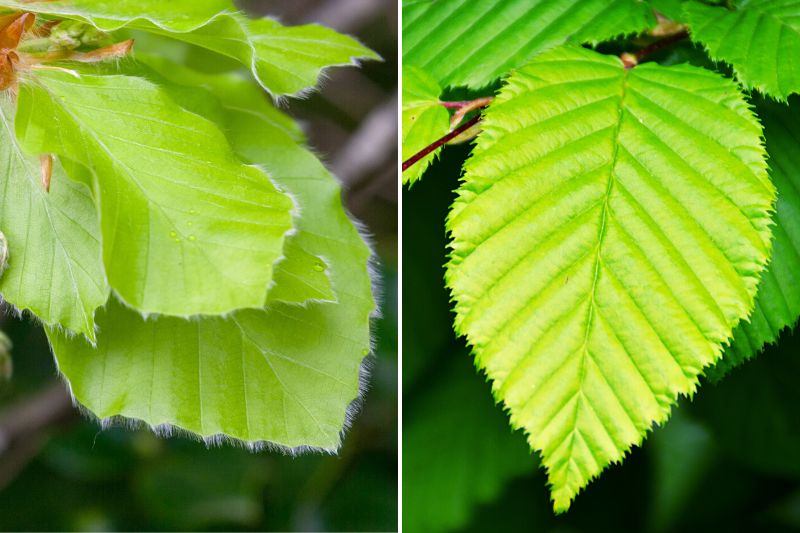 reconnaitre les feuilles de hetre