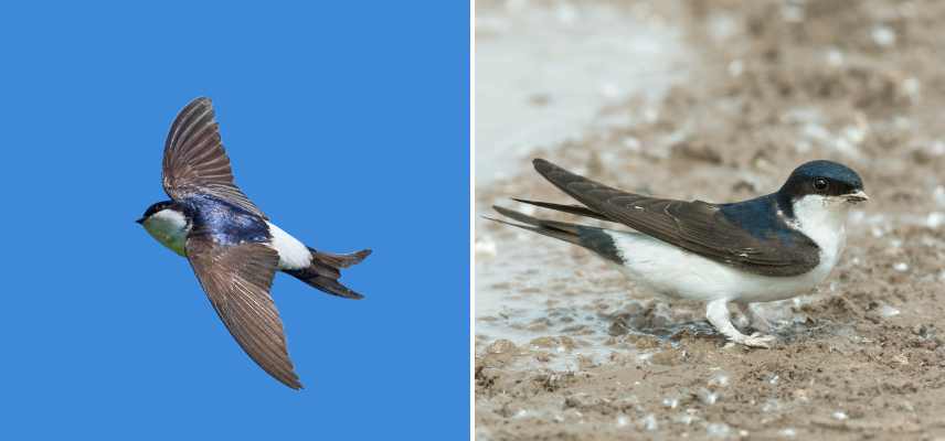 hirondelle oiseaux des jardins, Delichon urbicum