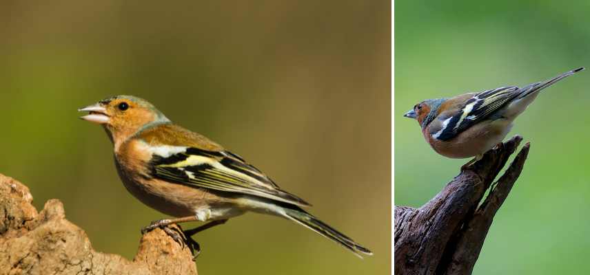 Pinson des arbres, Fringilla coelebs