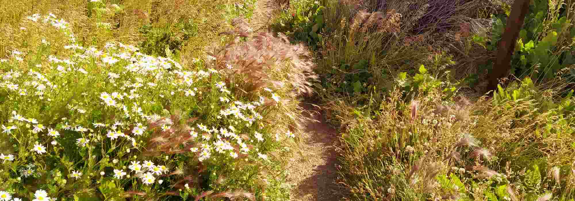 Aménager un jardin tendance "laisser-faire"