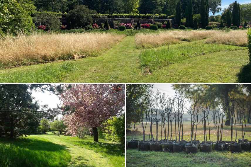 rewild jardin, reensauvager jardin, renaturation, jardin sauvage quelles plantes, jardin sauvage, jardin naturel composer amenager