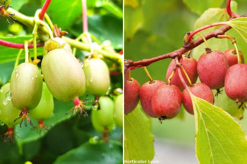 Fruits à picorer : kiwis